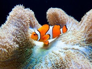 7432_original
