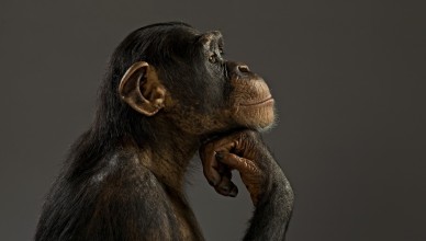 primates-thinking-monkey-animal-primate-cute-gde-fon-hd-desktop